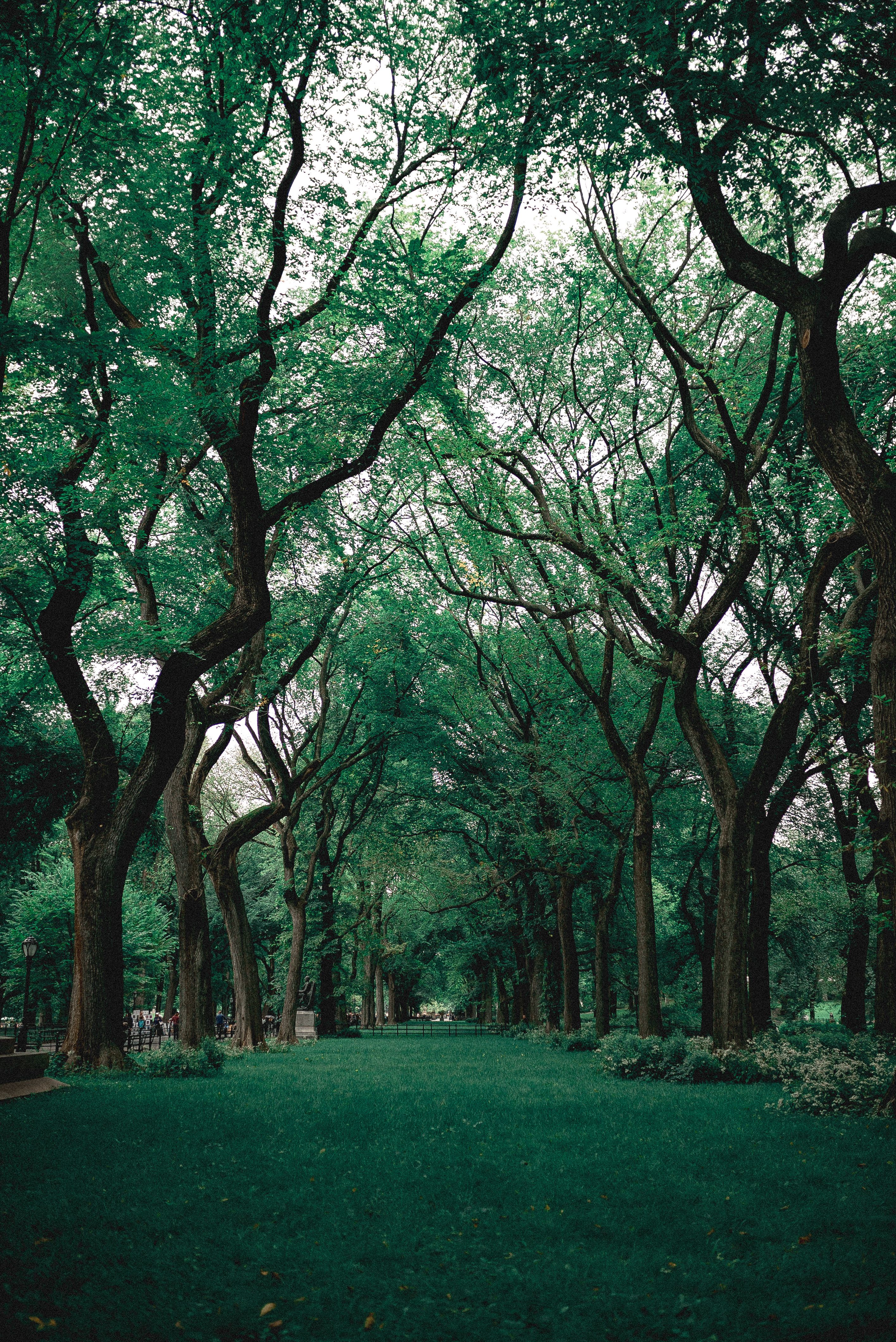 Wald